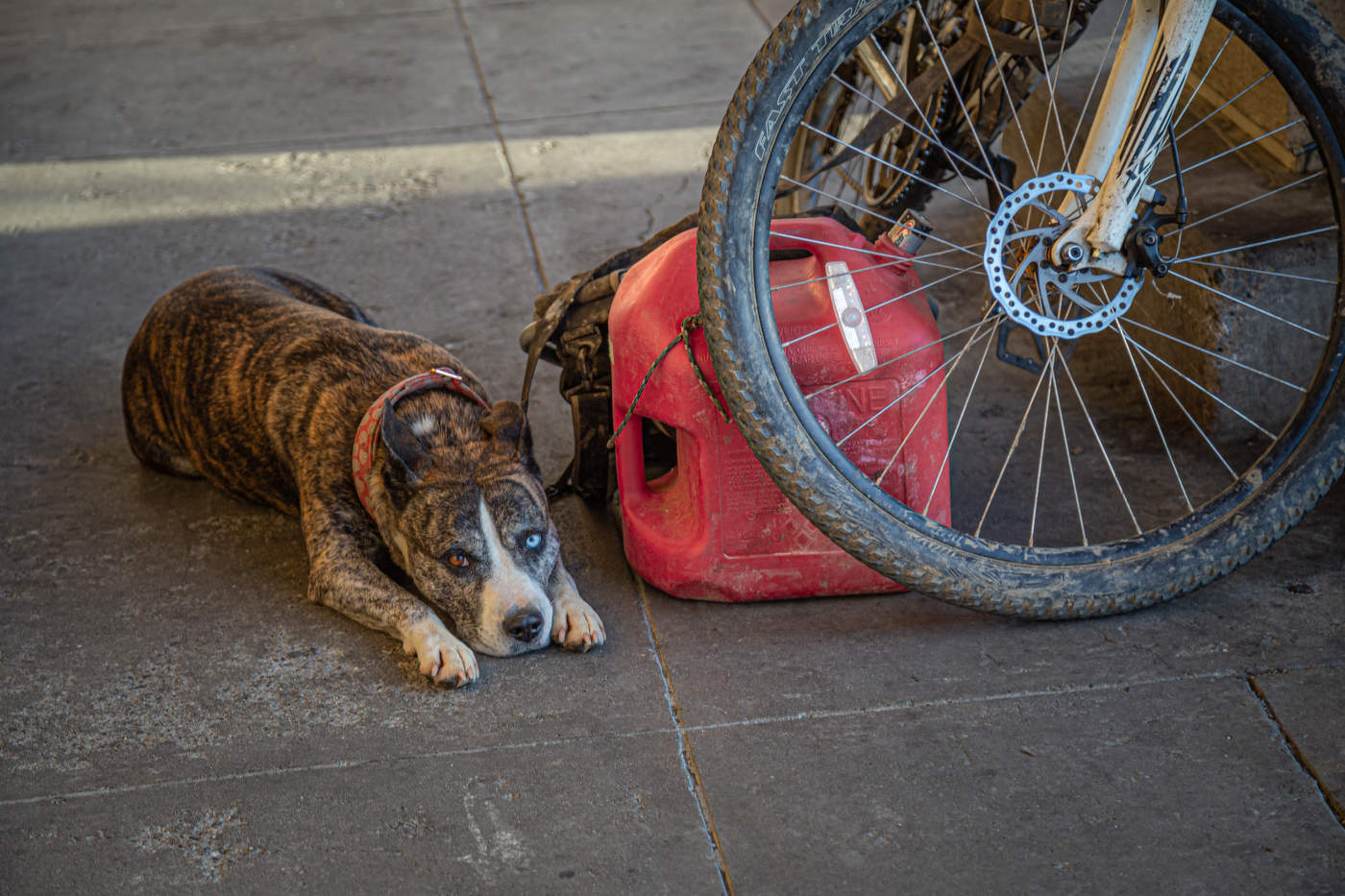 Недрёманое око