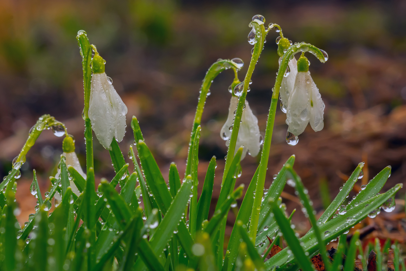 после тумана