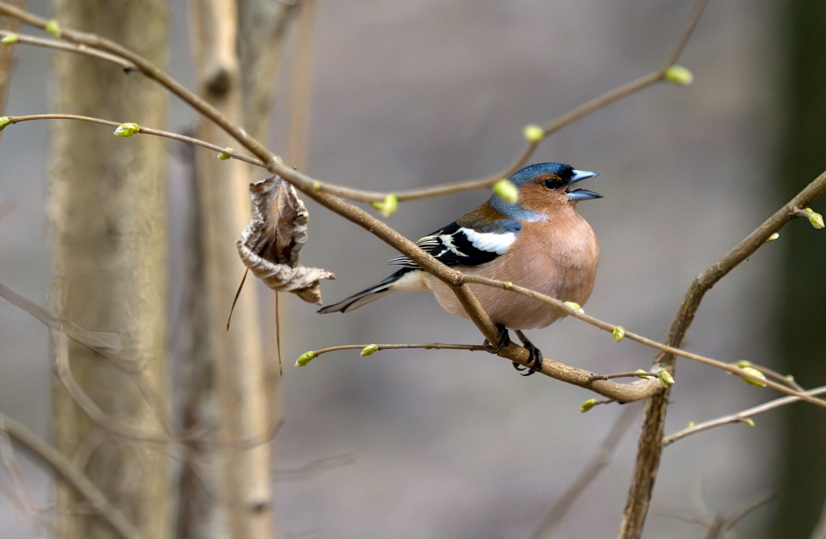 Весеннее соло