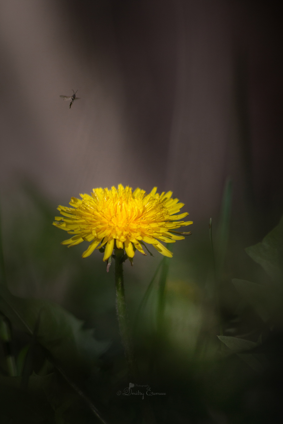 Сквозь все тернии...