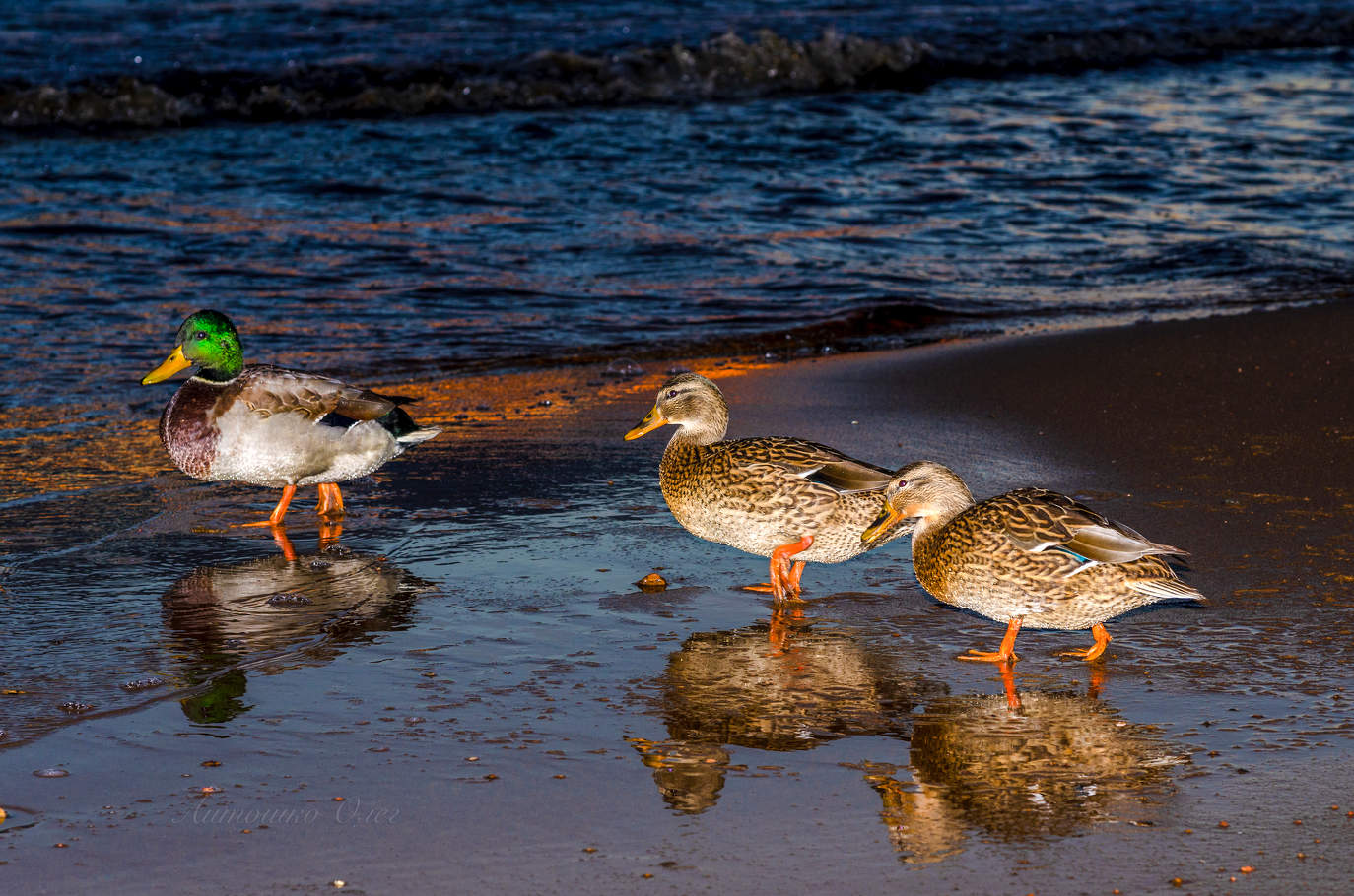 Ходят утки на закате...