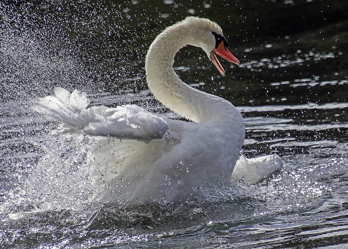 Радости крик