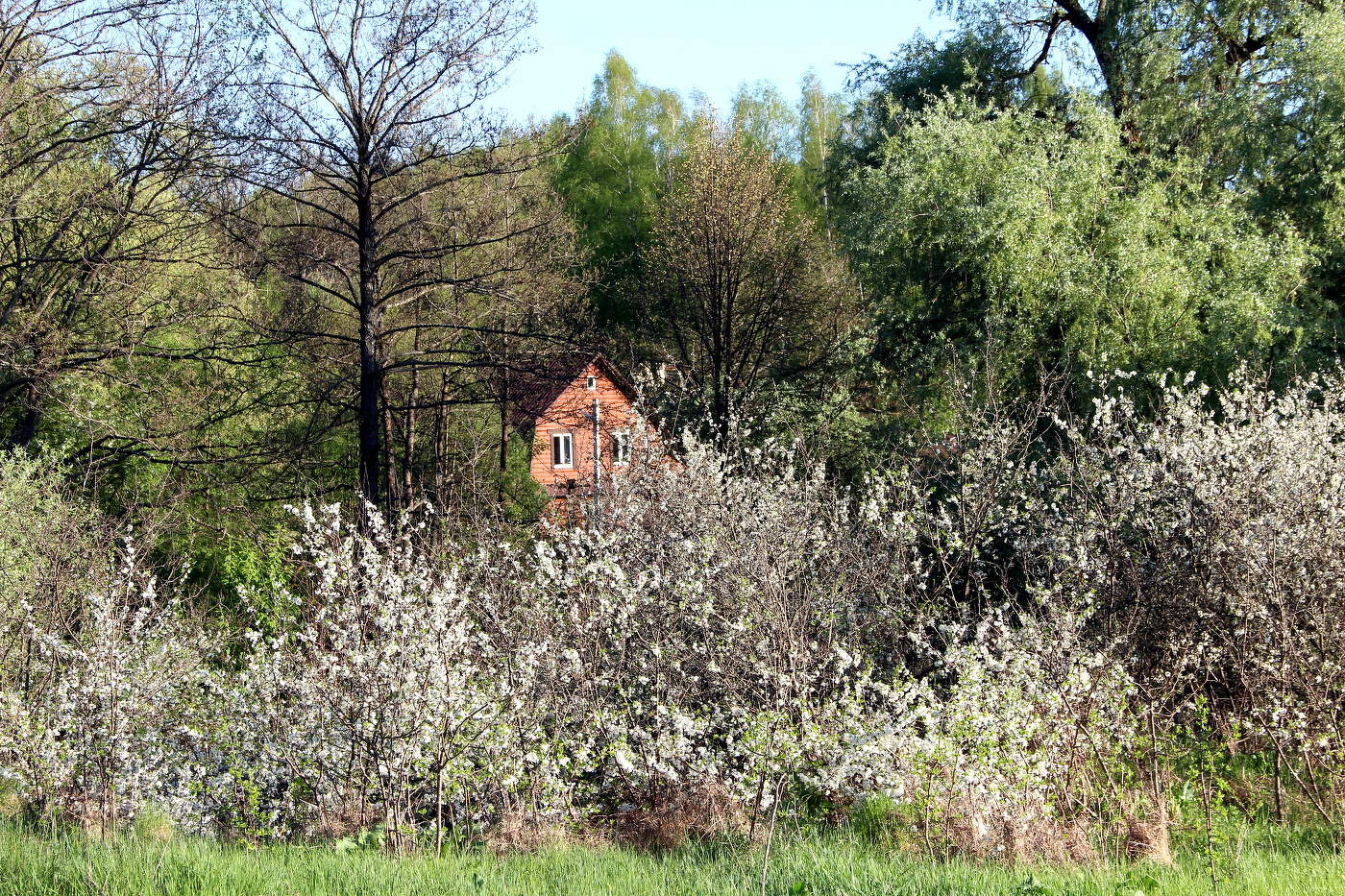 Тёрн цветет.