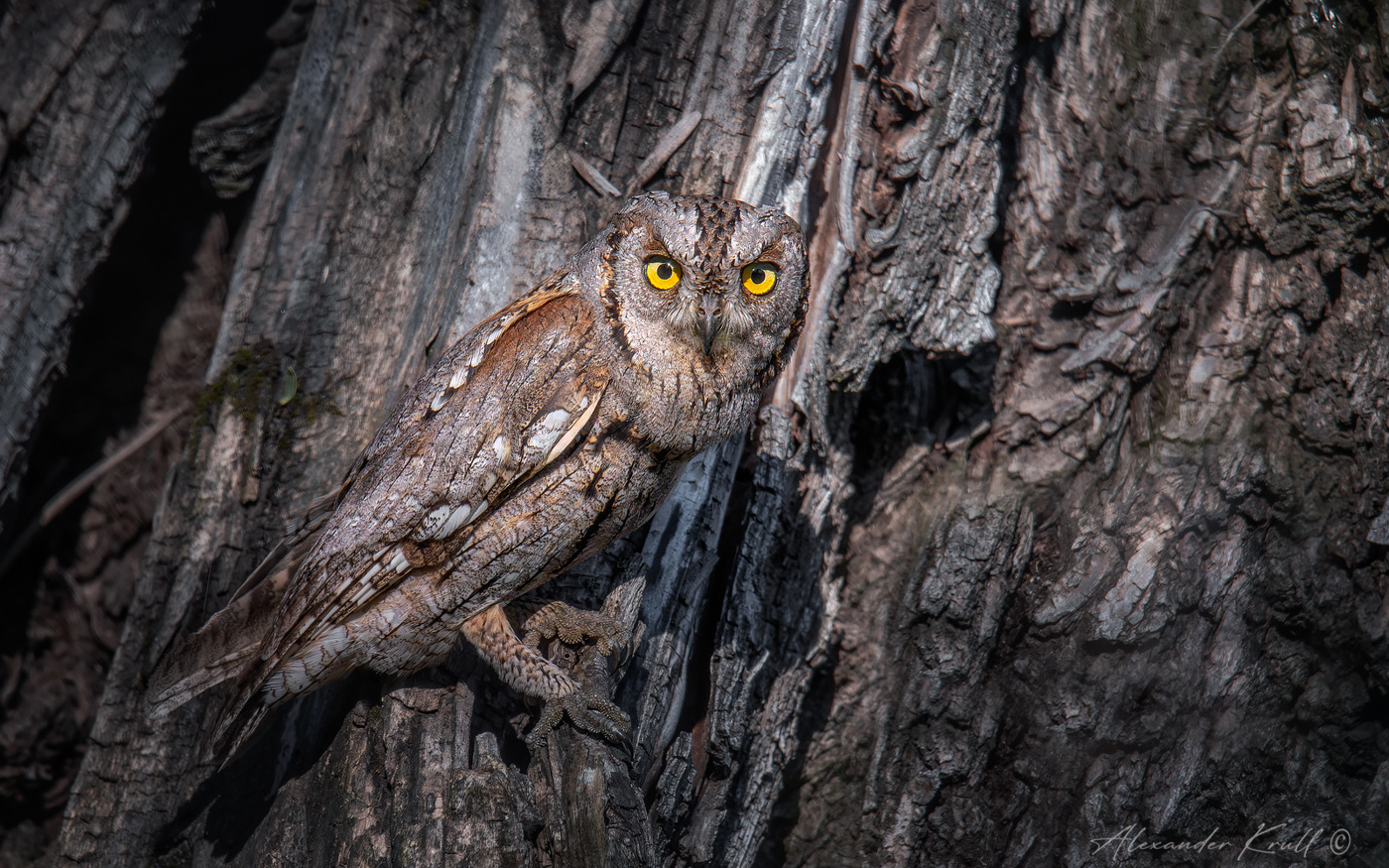 Внимательная