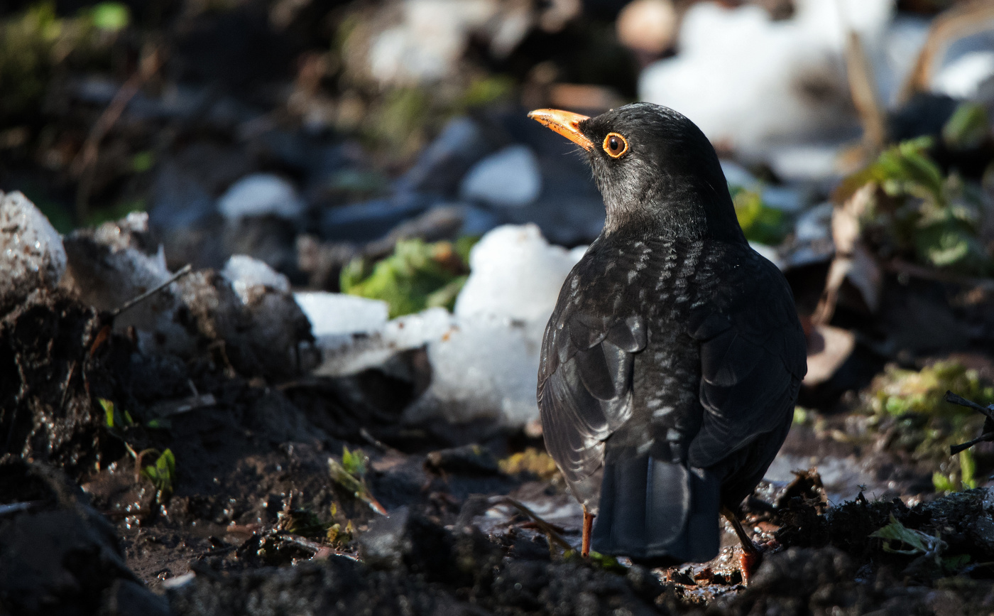 Черный дрозд