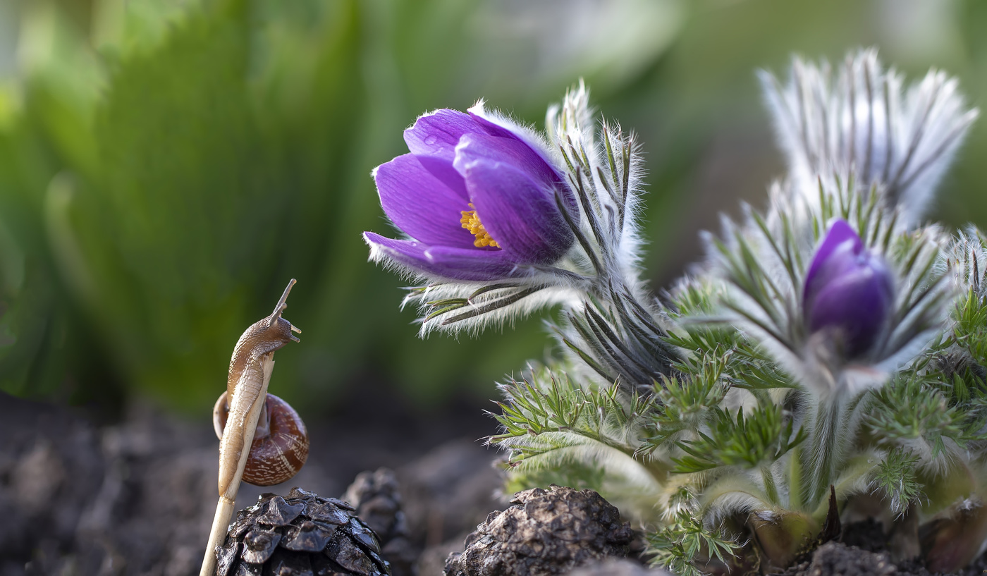 "Прострел и улитка они, если честно, не пара, не пара, не пара ..."