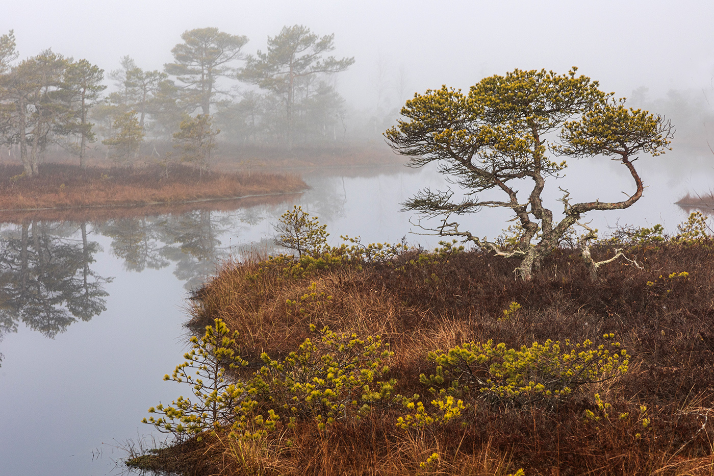 Весна на болоте