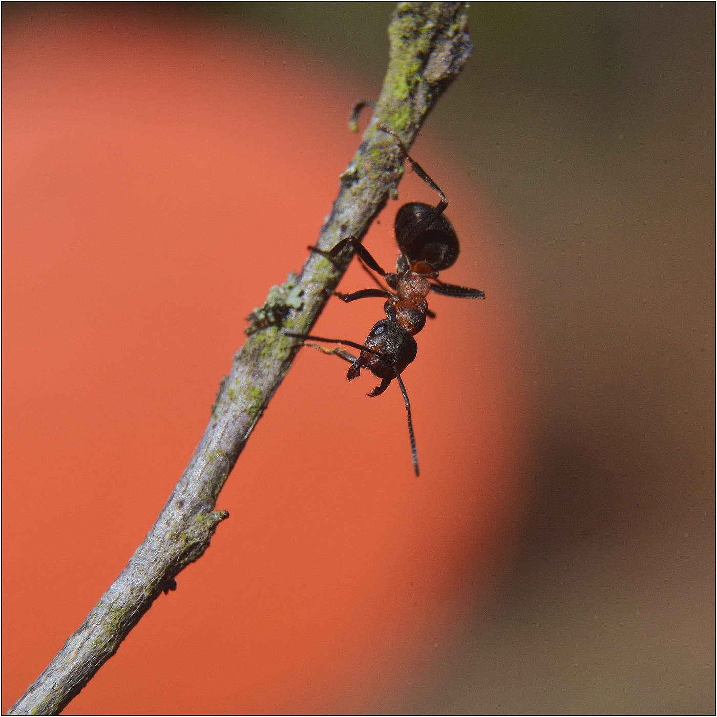 Я видел Солнце.