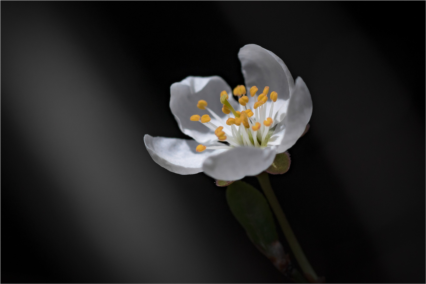 В лучах софитов