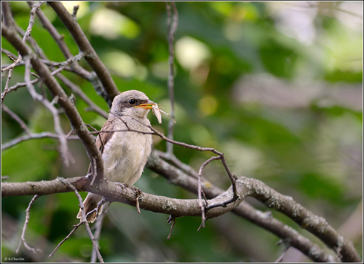 Папа угостил )