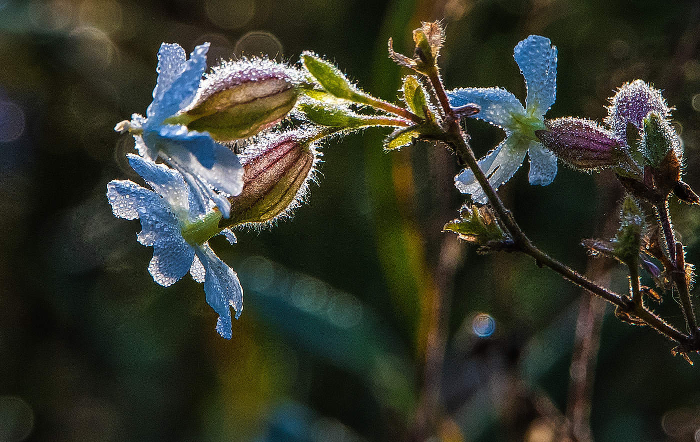 Дрема белая.