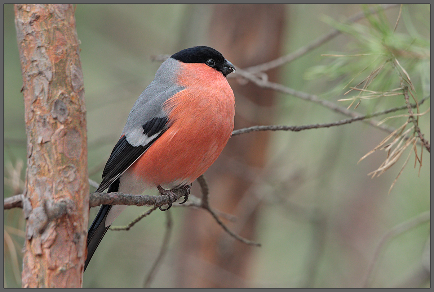 В апрельской чащобе