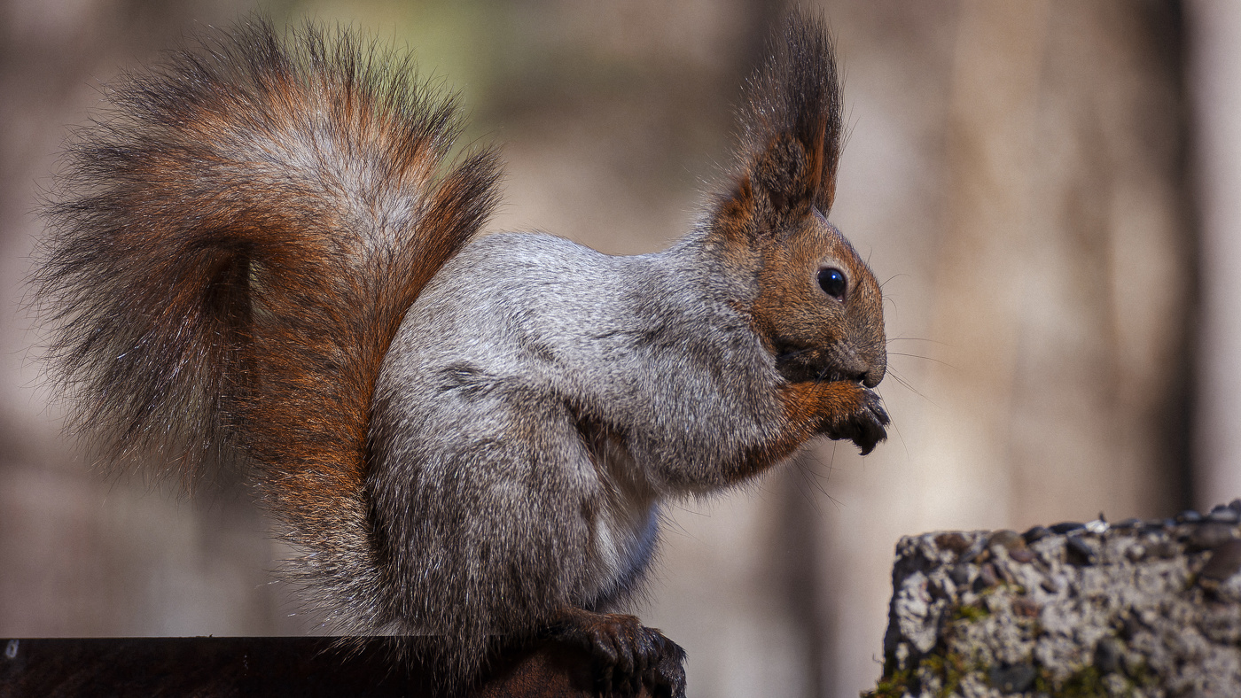 Какой мех, какой хвостик!