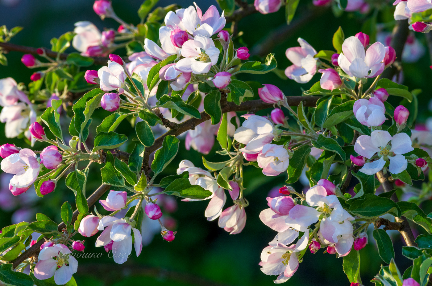 Яблони в цвету.