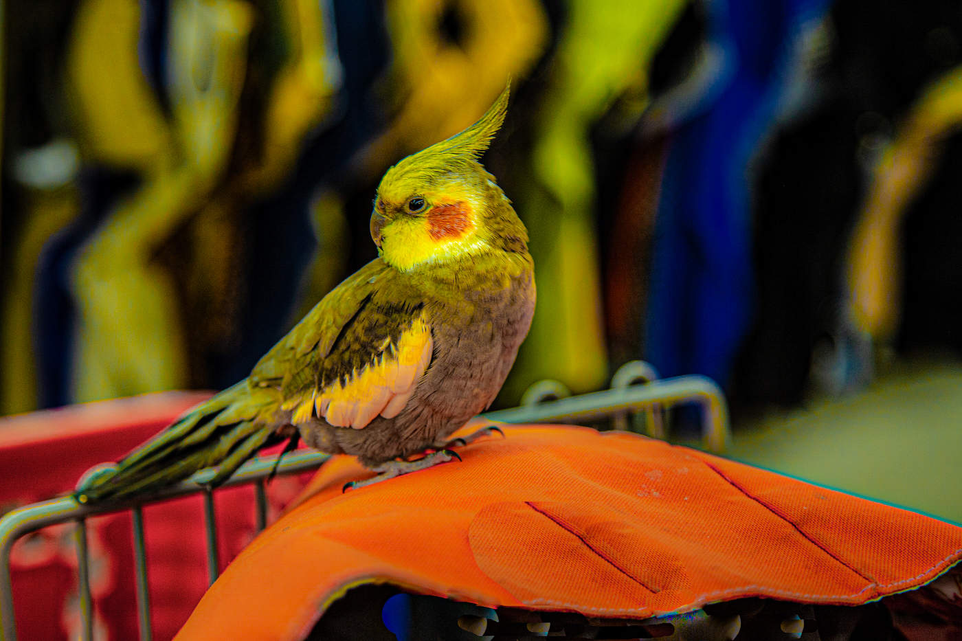 Взрыв цвета