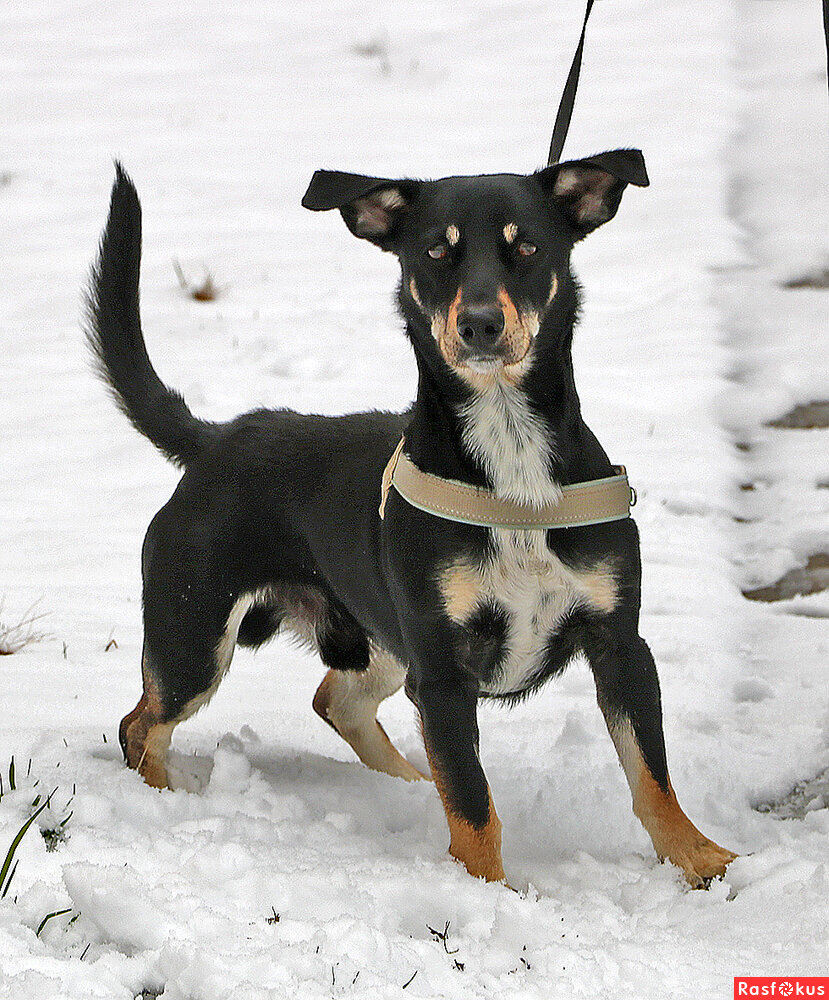 Осторожно - злая собака!