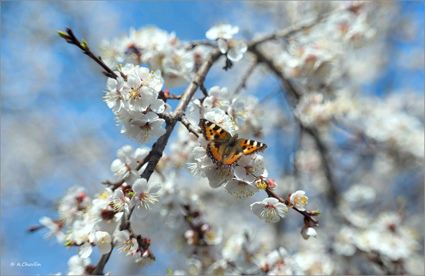 Абрикос цветёт