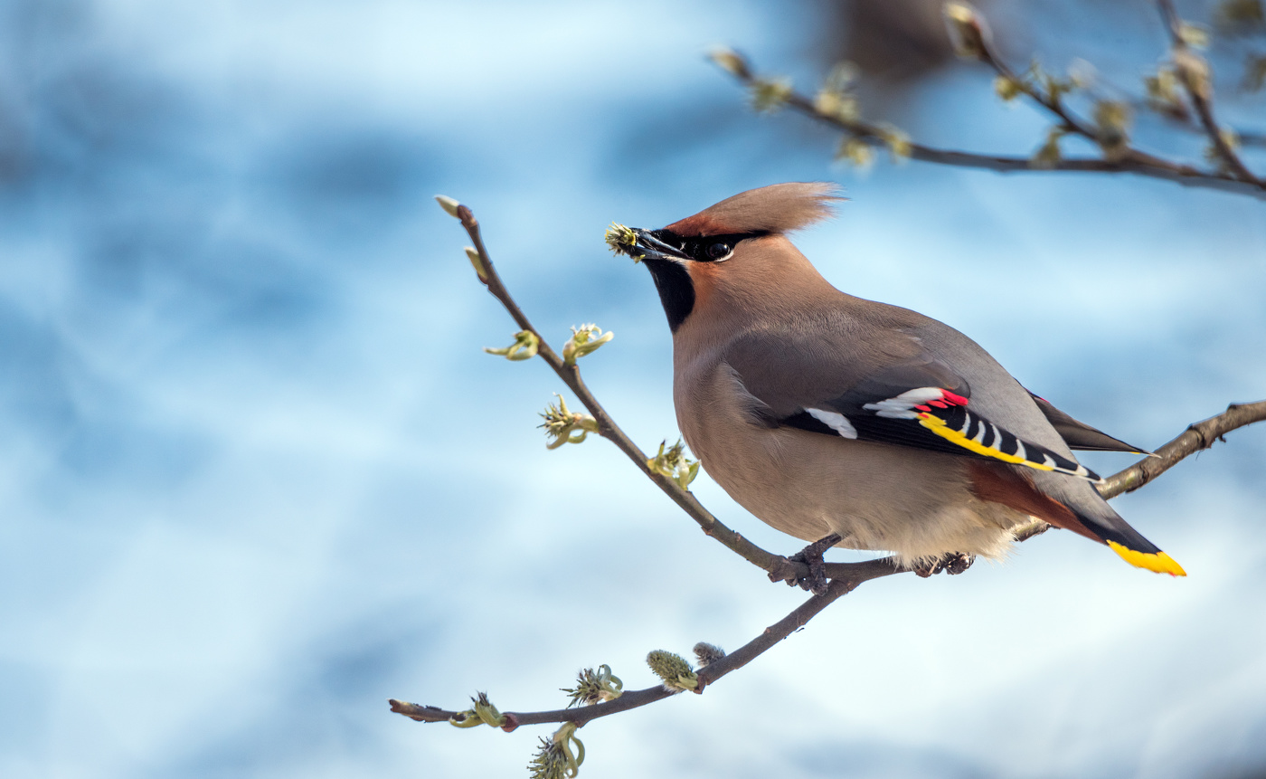 Свиристель.