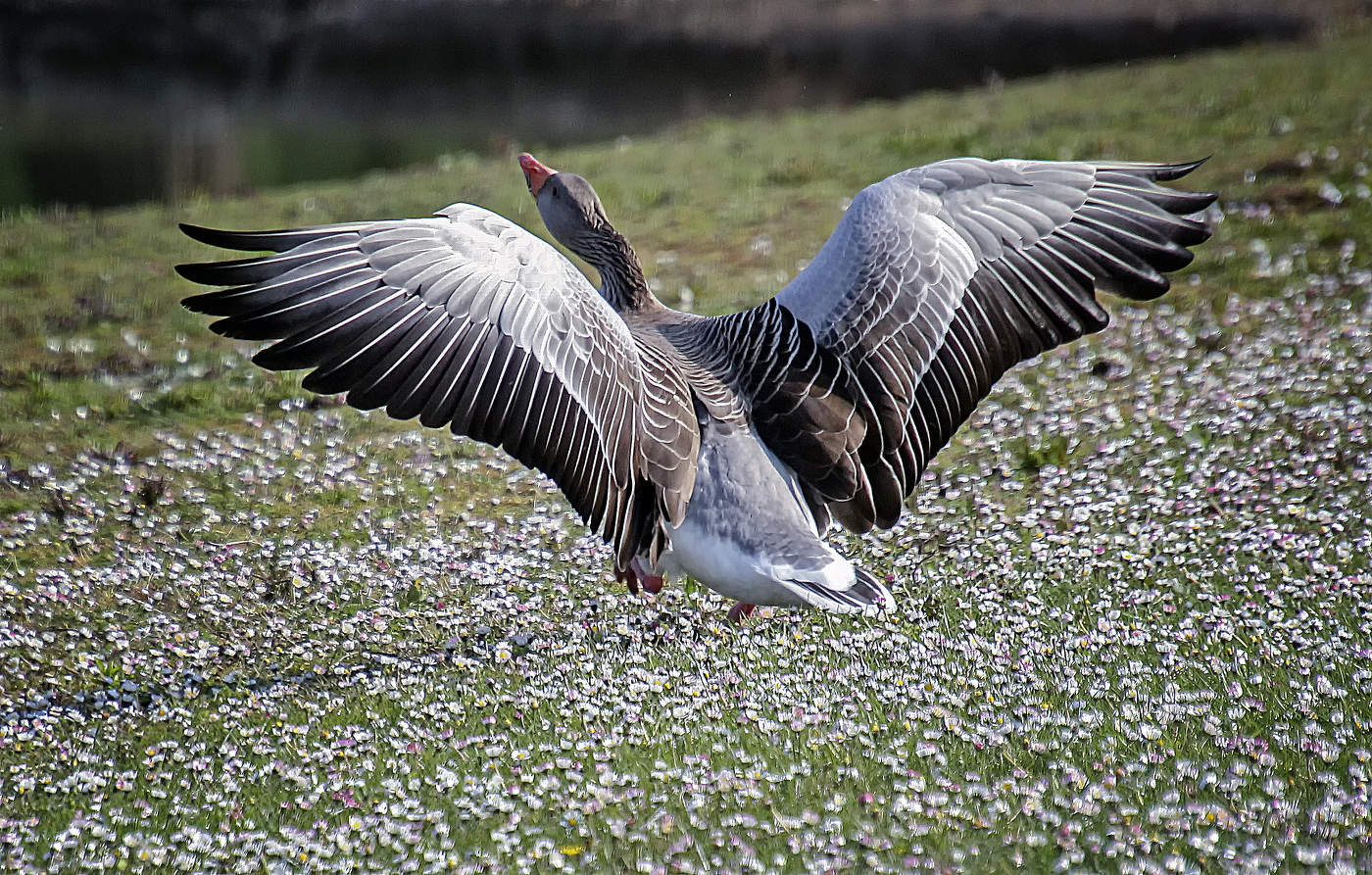 Как тебе мои перышки