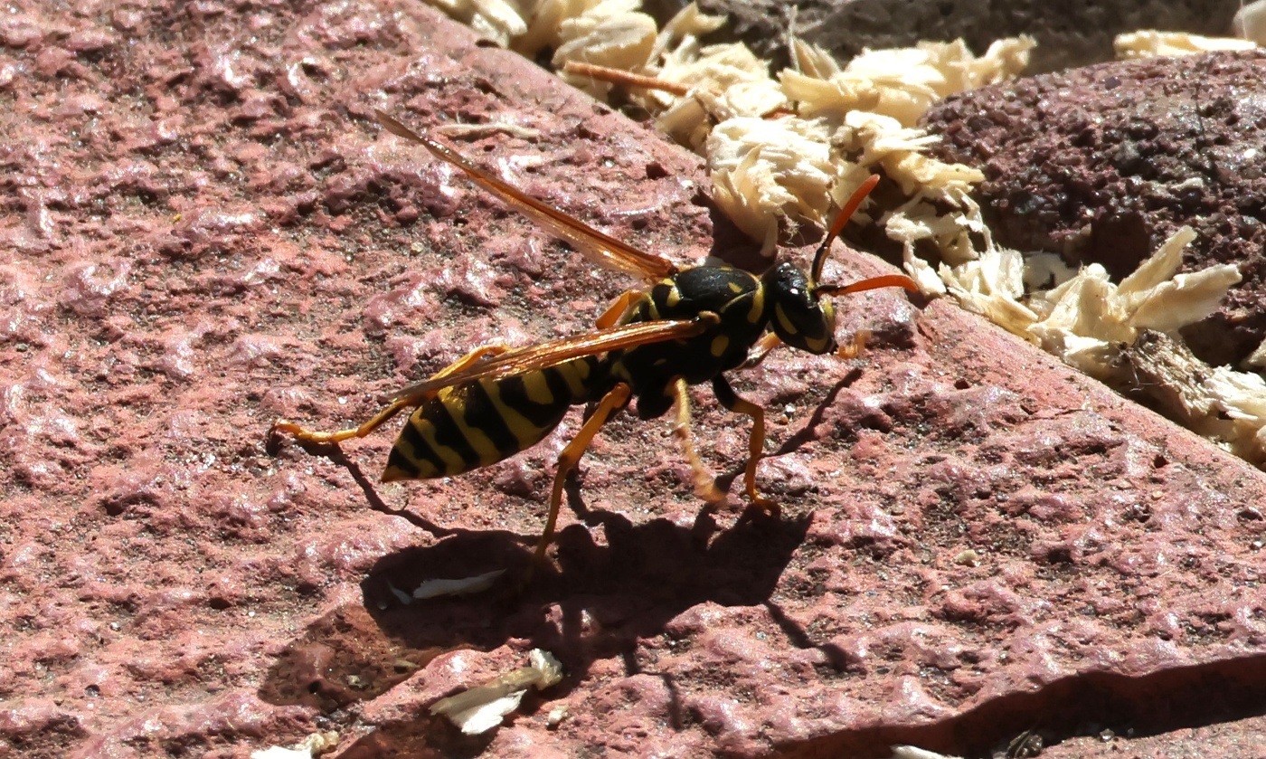 Оса-путешественница