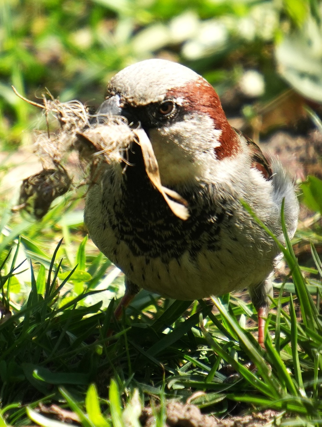 Гнездо буду строить))