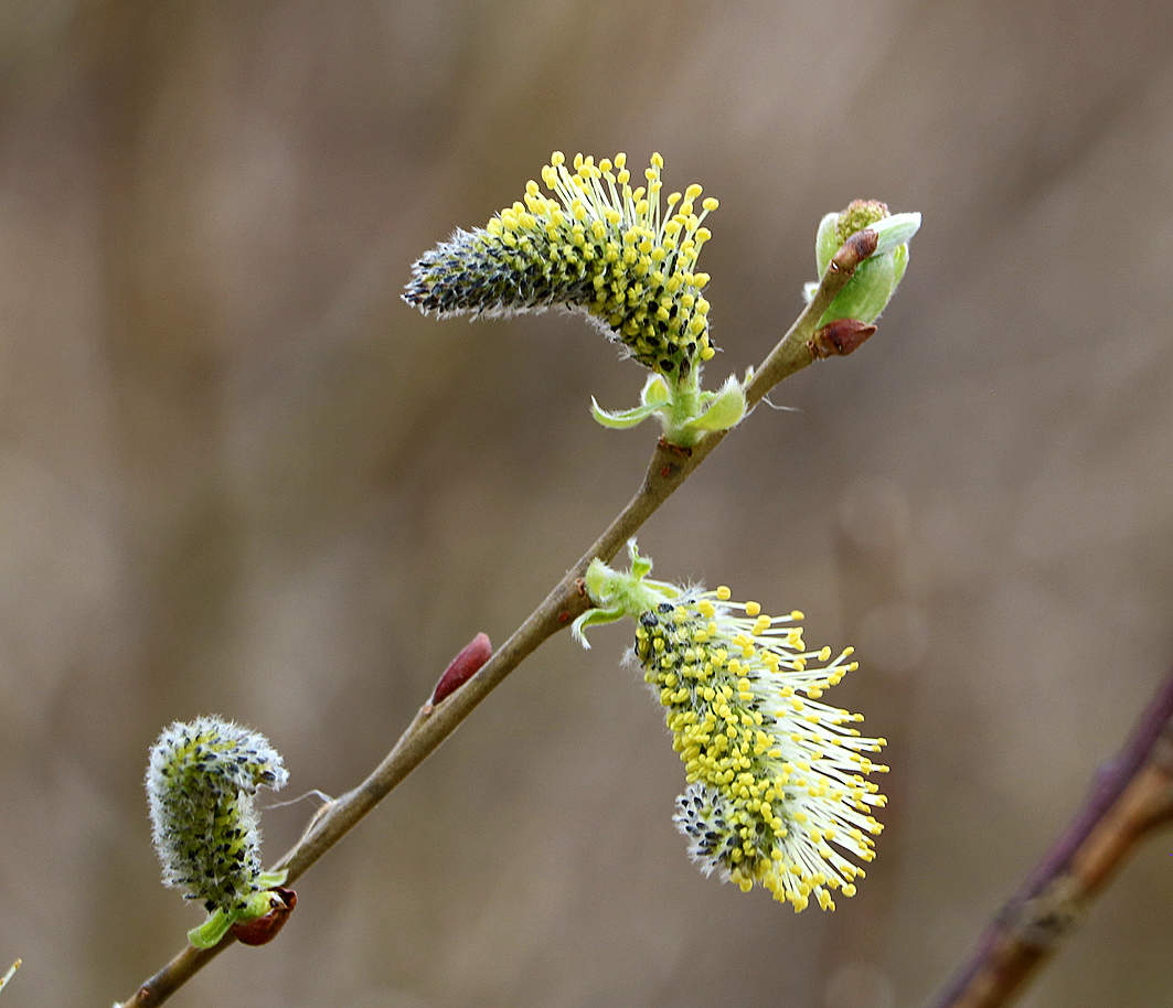 Пробуждение