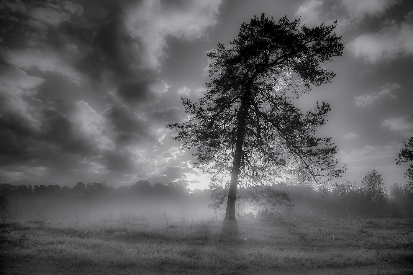 Одинокая сосна