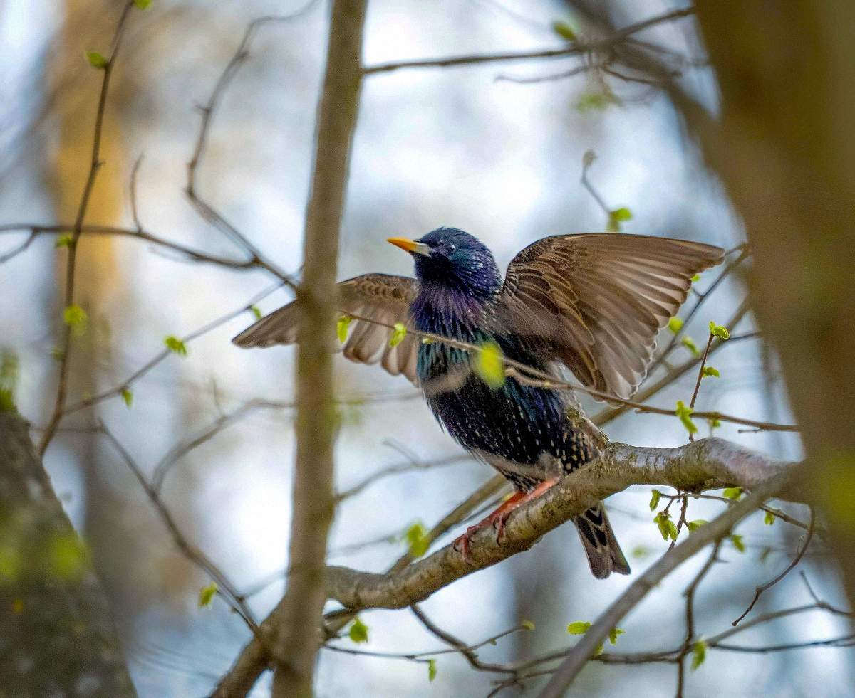 Радость весны