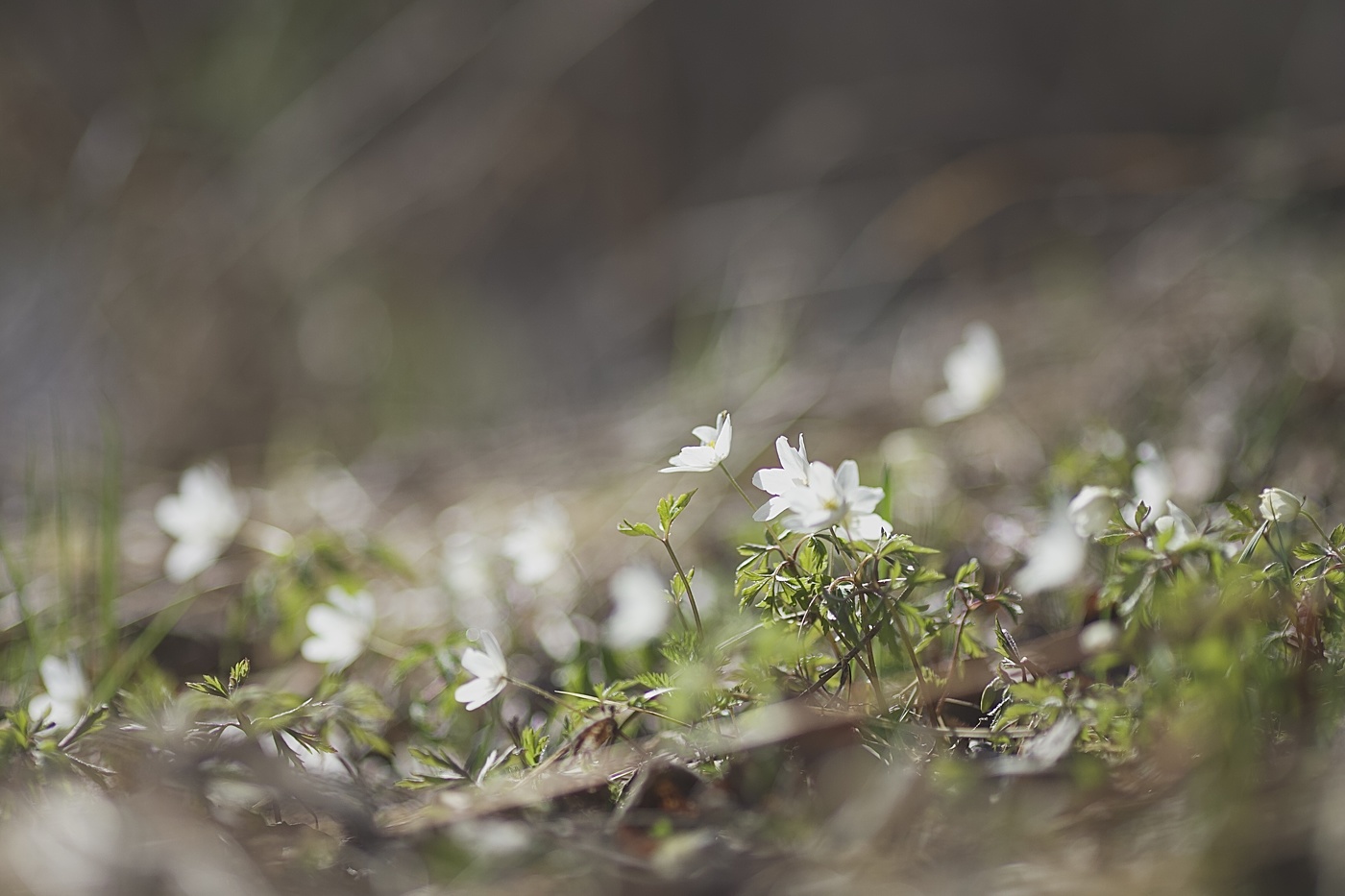 В ожидании своих фей..