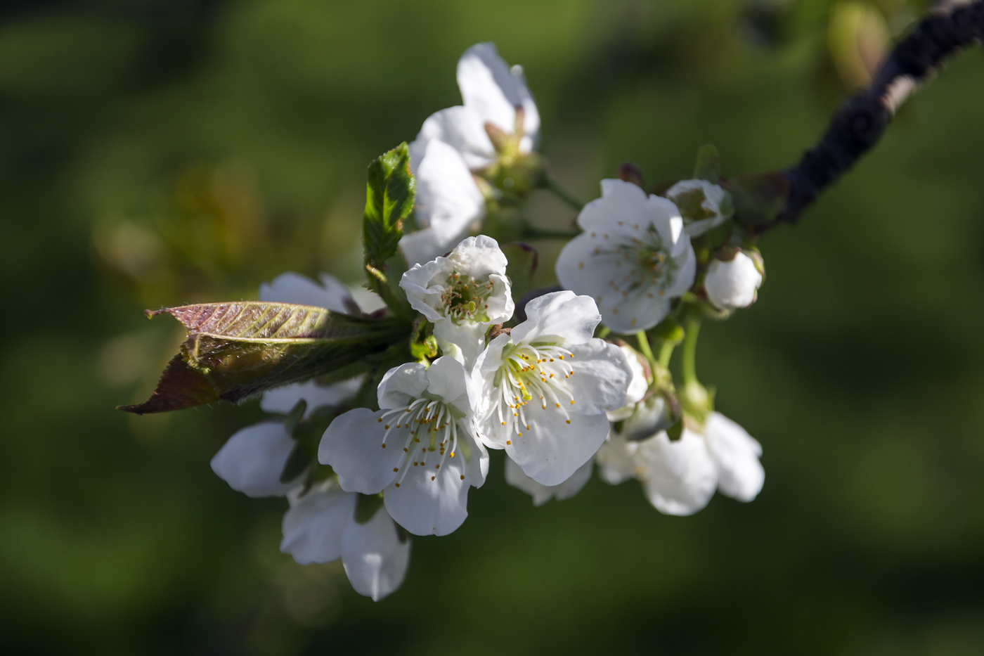 Пора цветения