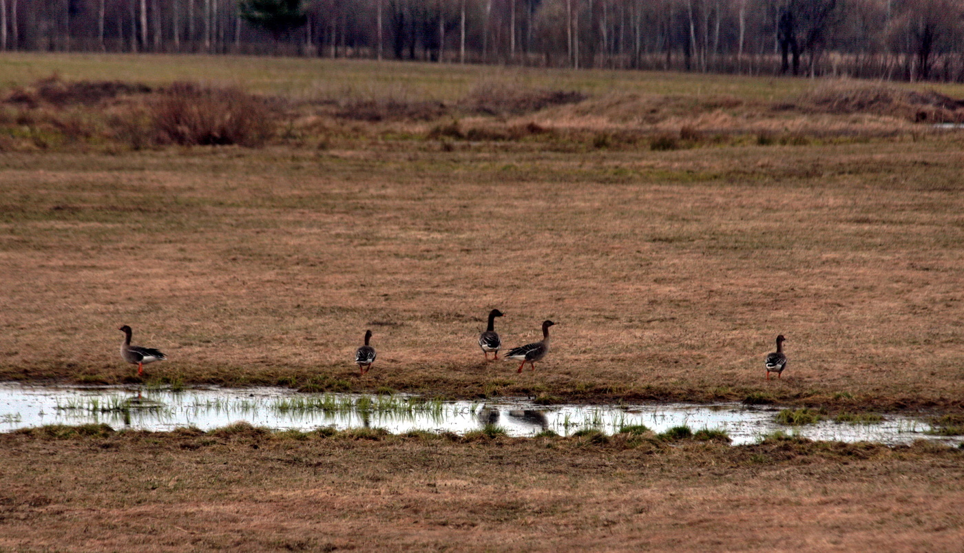гуси....гуси...