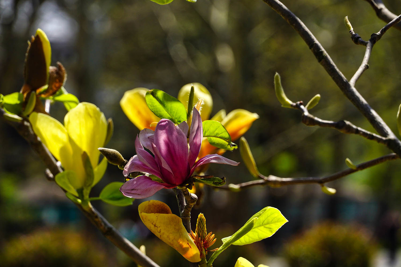 Магнолия двуцветная