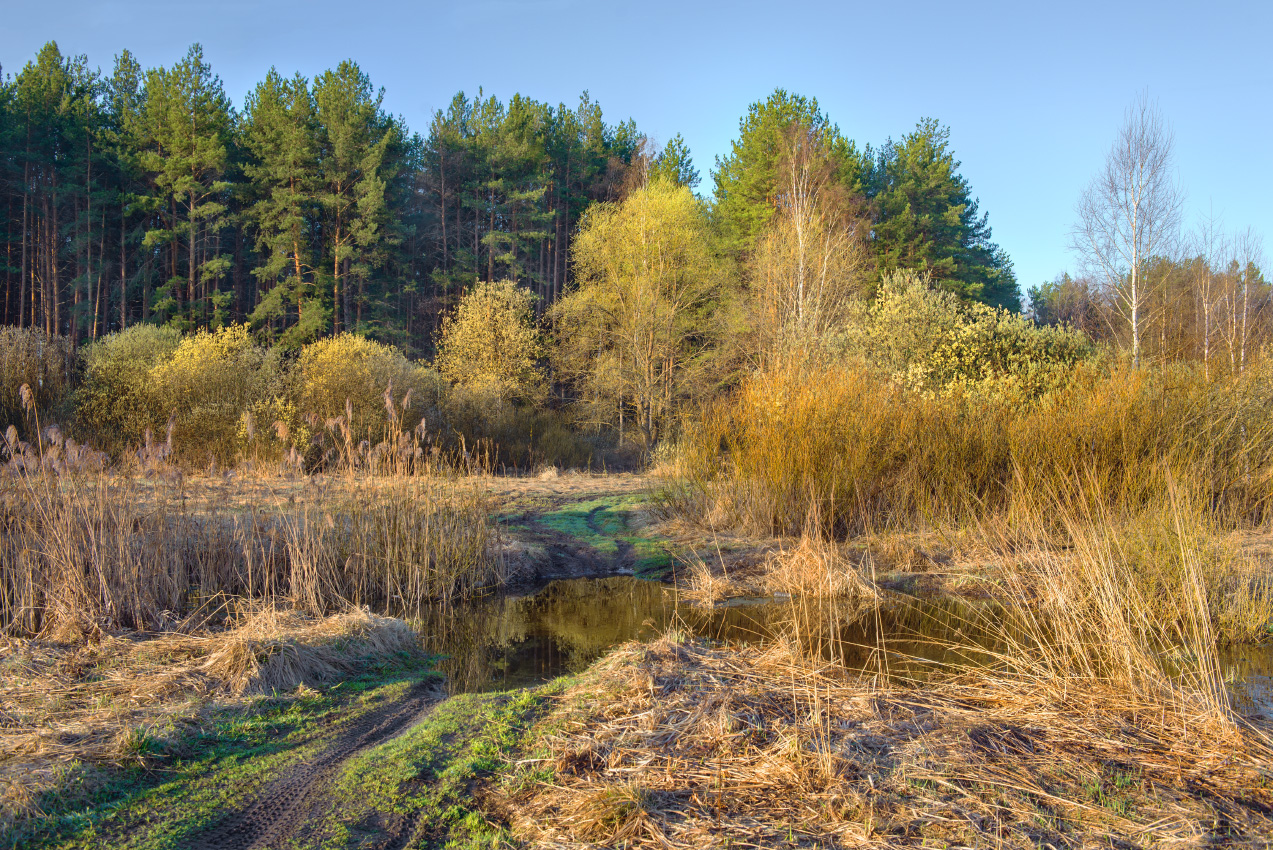 Тальник зацвел.