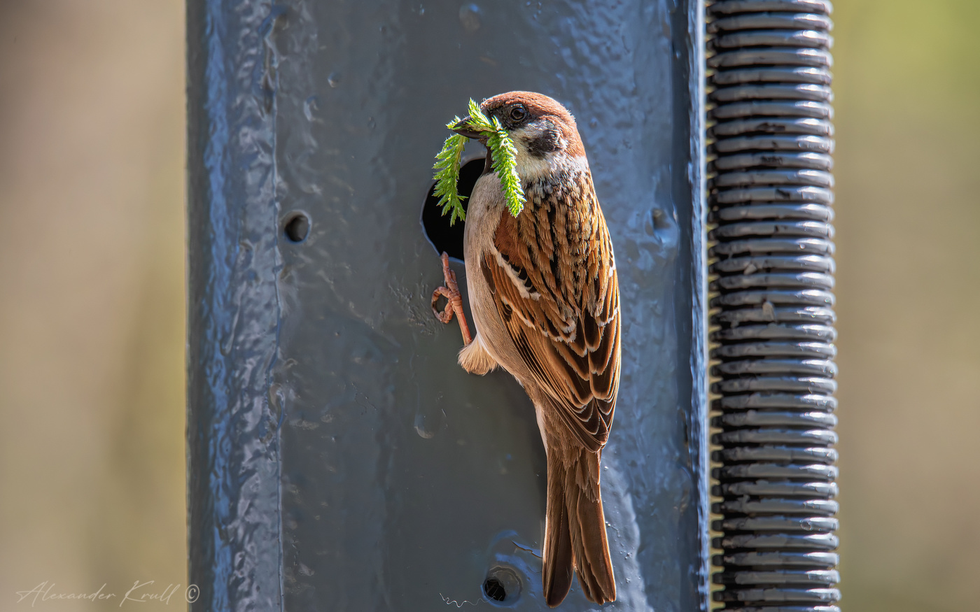 Воробьиный домострой