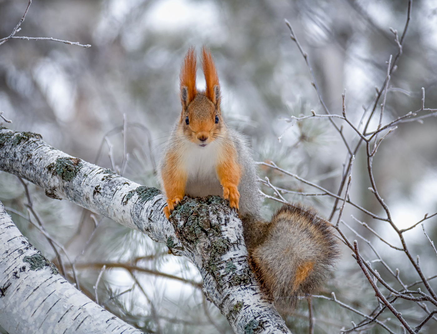 Сейчас вылетит птичка..!