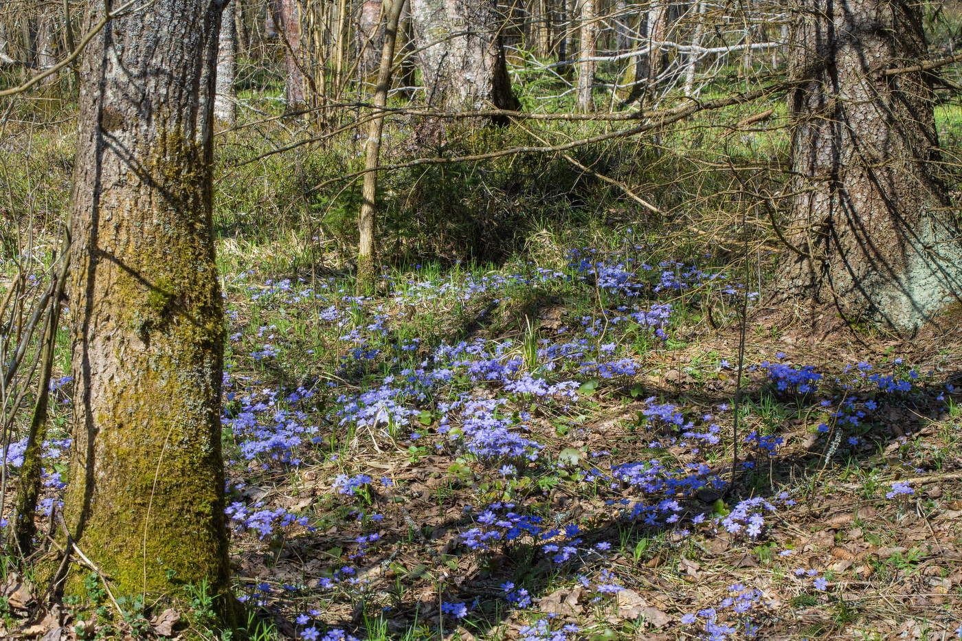 Апрель в лесу