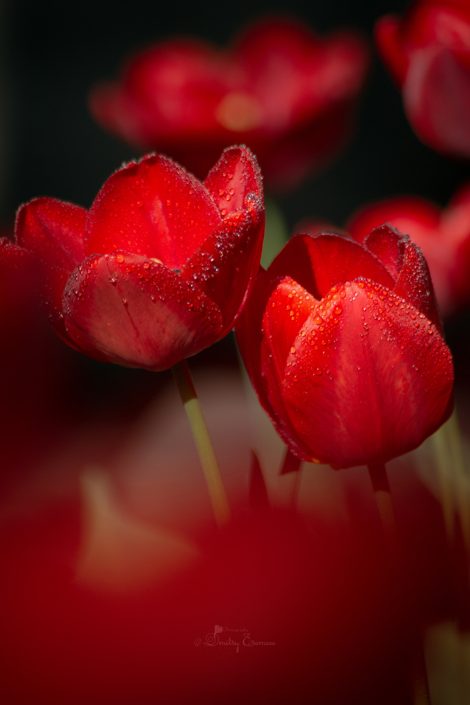 Наполненные тёплым светом, тюльпанов факелы..