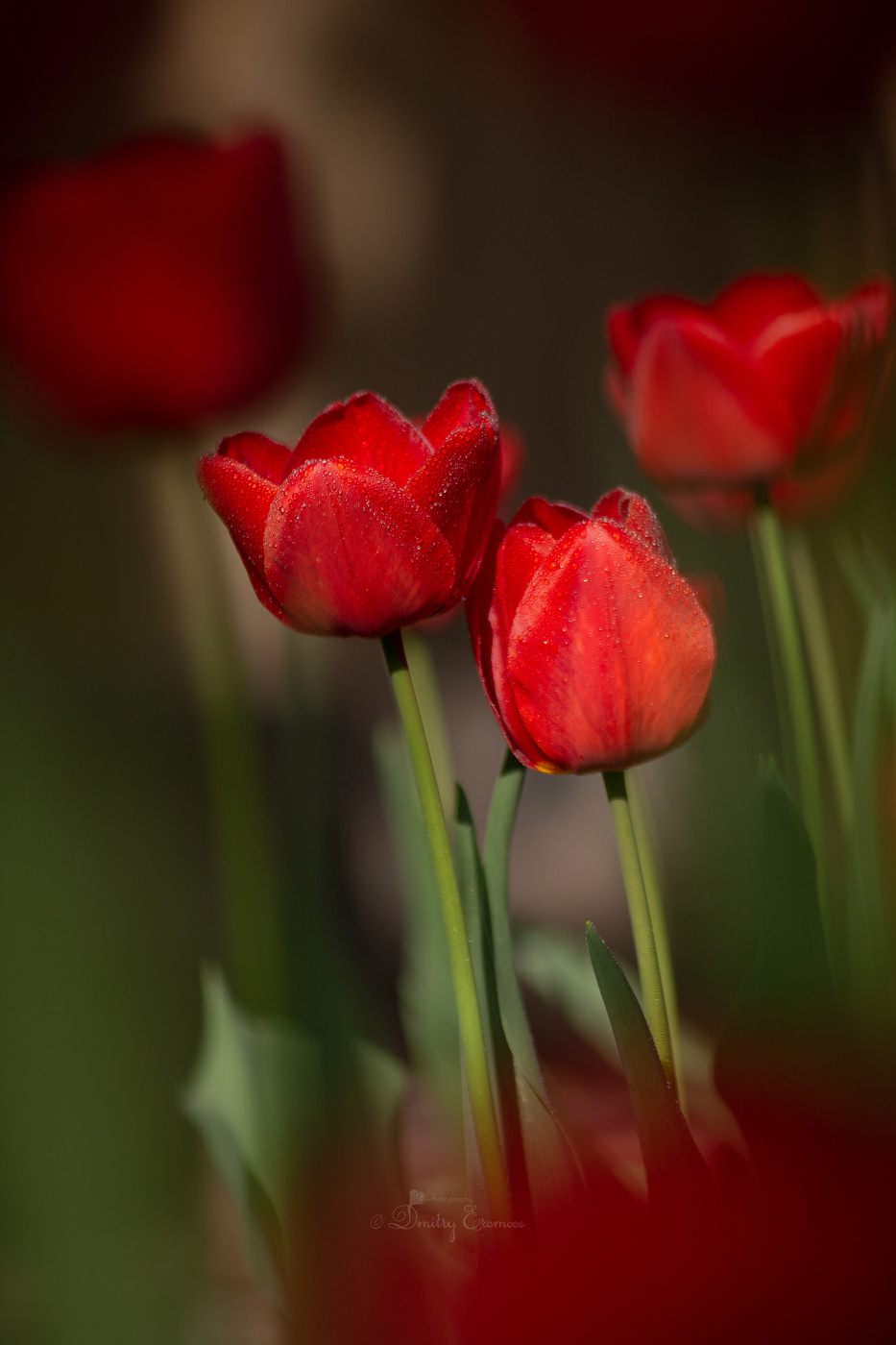 Где-то на лугу...