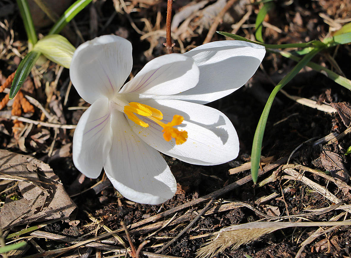 Белый, как снег...