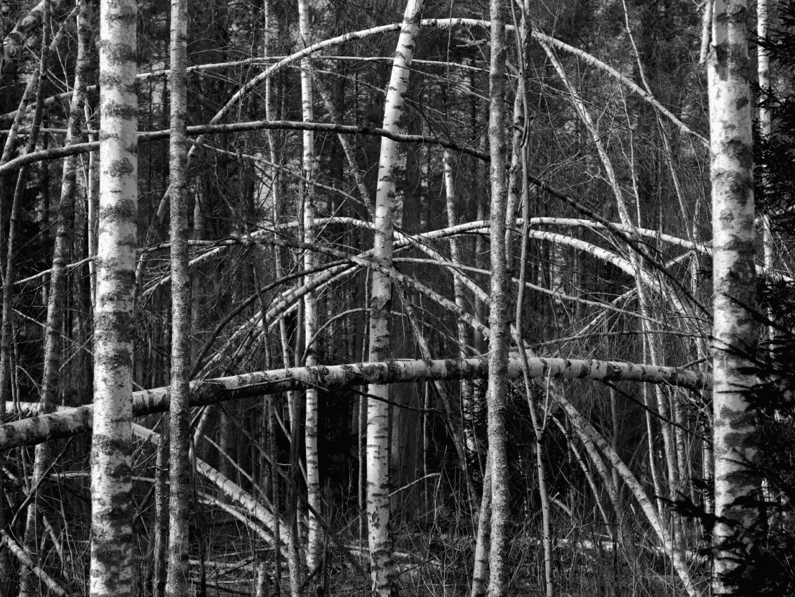 Здесь леший в пазл поиграл