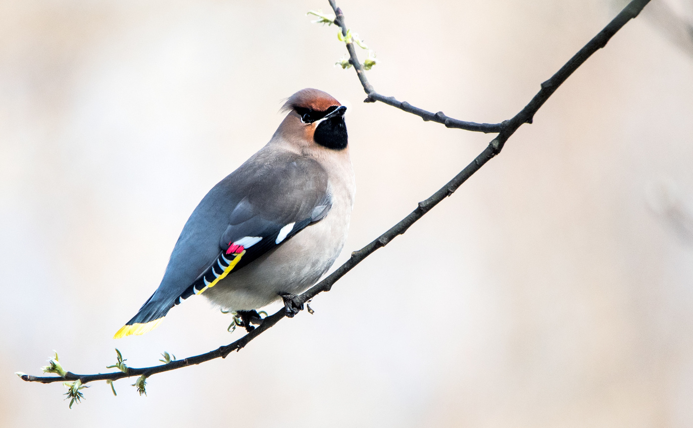 Свиристель.