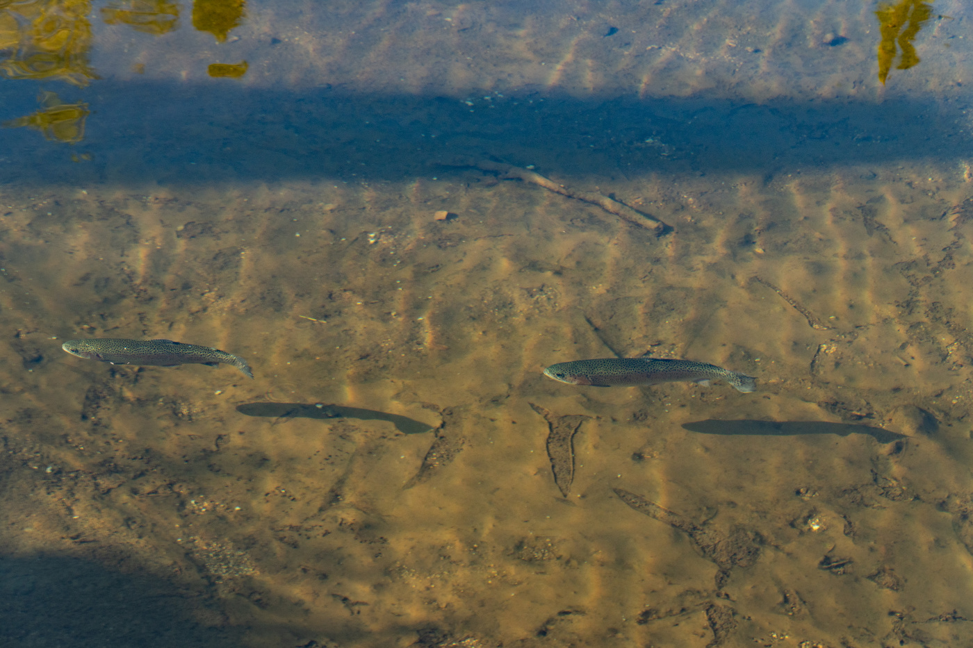 Шерегеш форель