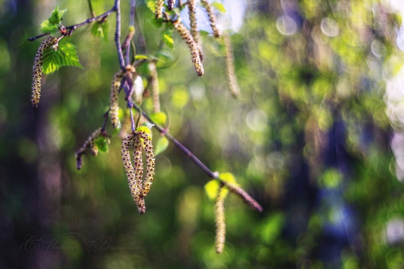 Берёзовые серёжки