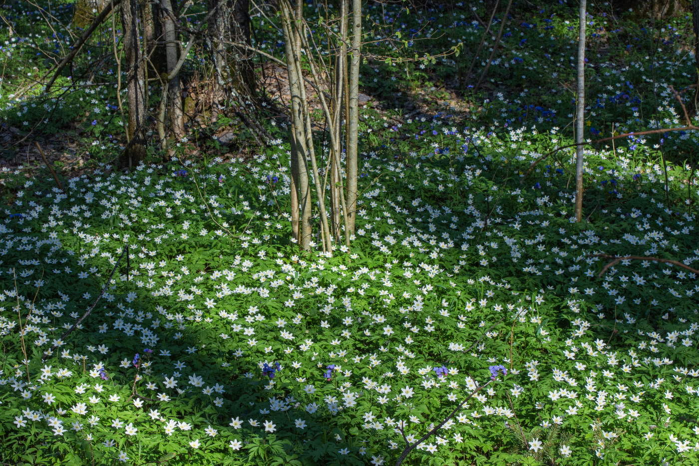 В апрельском лесу