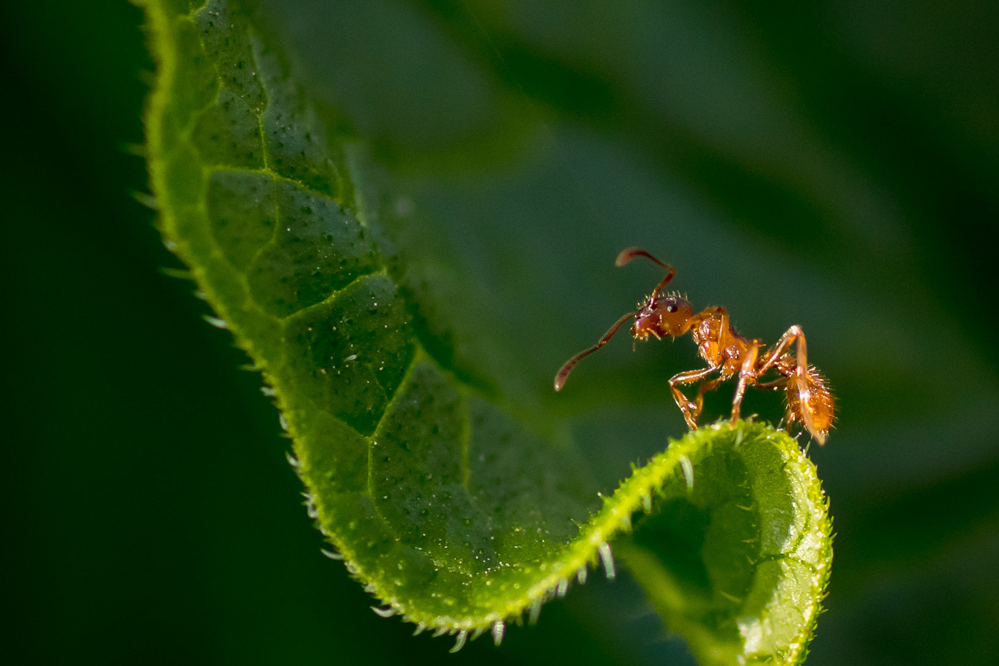 Покоритель вершин