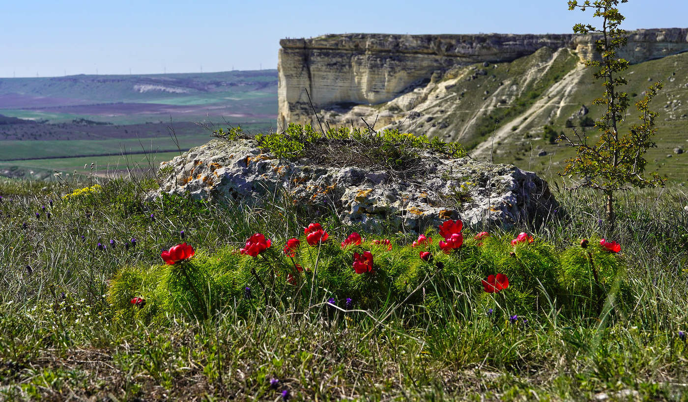 Пион узколистный