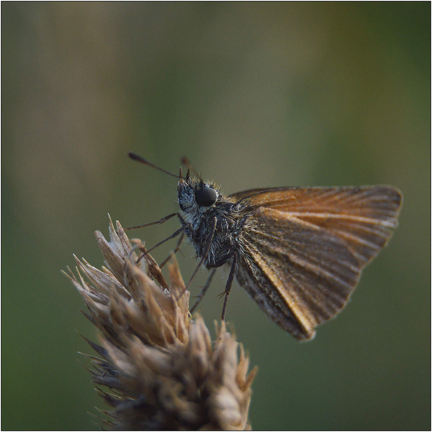 Маленькая лесная грация.