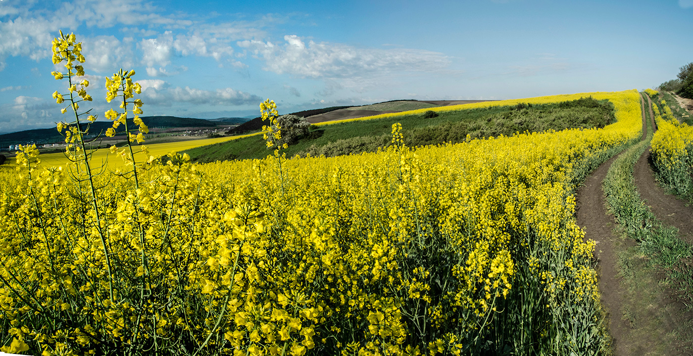 Сурепка на фоне пейзажа