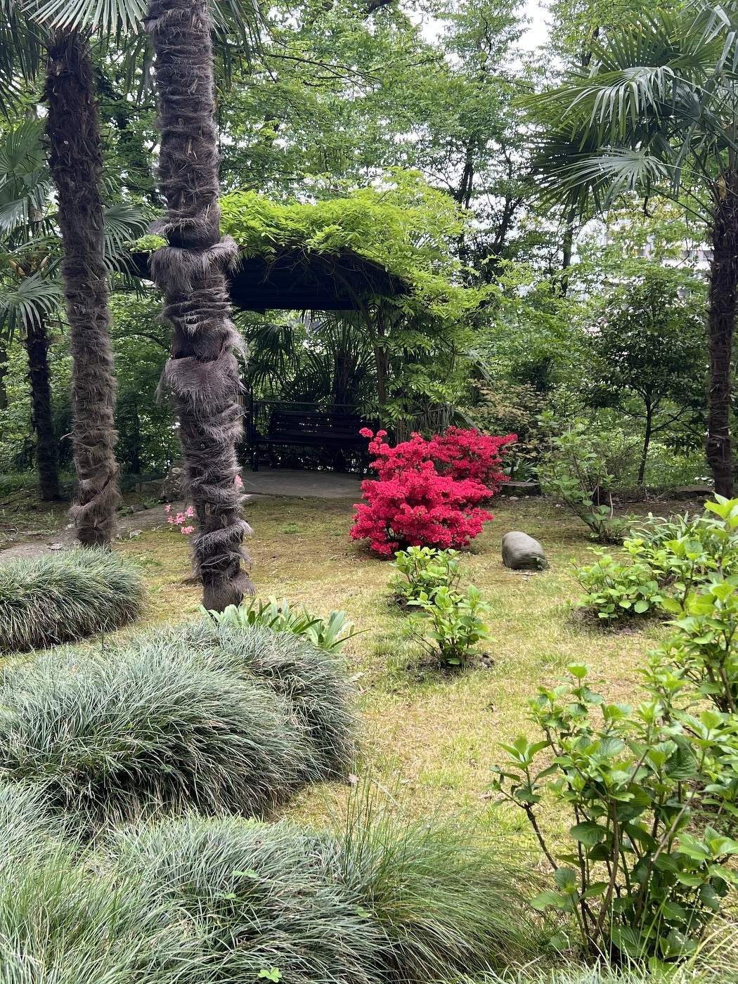 Весна в Сочи