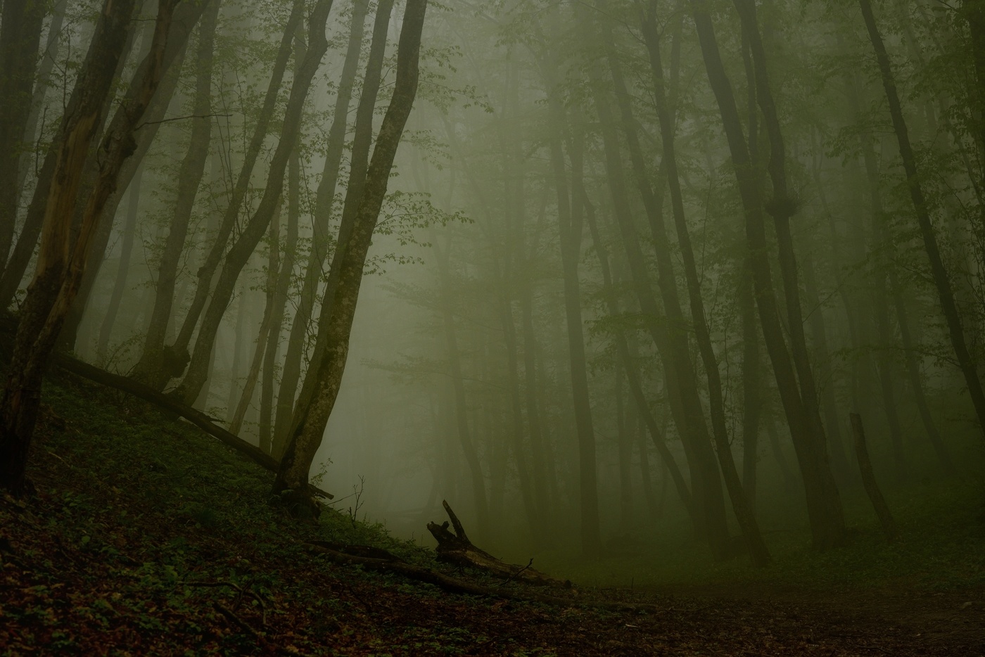 Утро в лесу